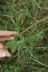 Aconitum barbatum