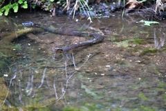 Agkistrodon piscivorus