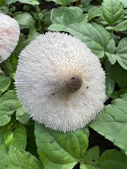Leucocoprinus fragilissimus