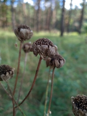 Tanacetum corymbosum