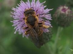 Halictus