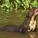 Giant Otter - Photo (c) markus lilje, some rights reserved (CC BY-NC-ND), uploaded by markus lilje