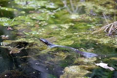 Agkistrodon piscivorus