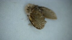 Clogmia albipunctata