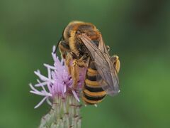 Tachina fera