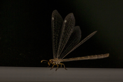 Clathroneuria schwarzi