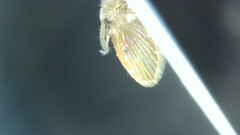 Clogmia albipunctata