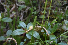 Lycopodium lagopus