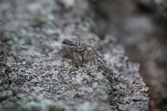 Pseudicius encarpatus