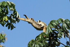 Alouatta caraya