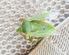 Pentatomidae