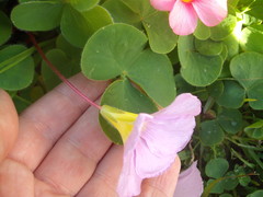 Oxalis purpurea