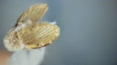 Clogmia albipunctata