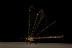 Clathroneuria schwarzi