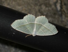 Campaea margaritaria
