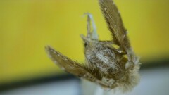 Clogmia albipunctata