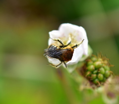 Anthidium palliventre