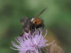 Tachina fera