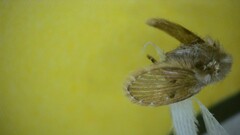 Clogmia albipunctata