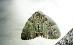 Catocala lacrymosa