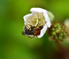 Anthidium palliventre