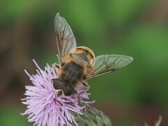 Eristalis tenax