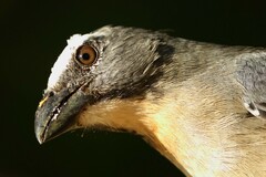 Saltator coerulescens