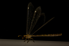 Clathroneuria schwarzi