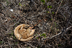 Limulus polyphemus