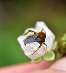 Anthidium palliventre