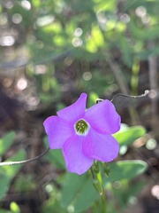 Oxalis drummondii