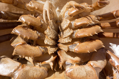 Limulus polyphemus