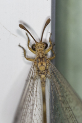 Clathroneuria schwarzi