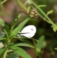 Leptosia nina