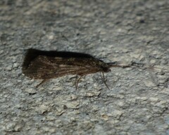 Trichoptera