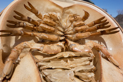 Limulus polyphemus