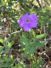 Oxalis drummondii