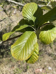 Aria edulis