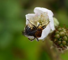 Anthidium palliventre