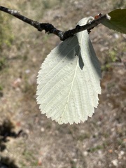 Aria edulis