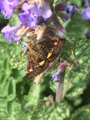 Pyrausta aurata