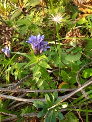 Gentiana septemfida