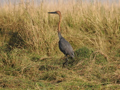 Ardea goliath
