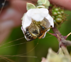 Anthidium palliventre