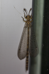 Clathroneuria schwarzi