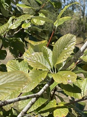 Aria edulis