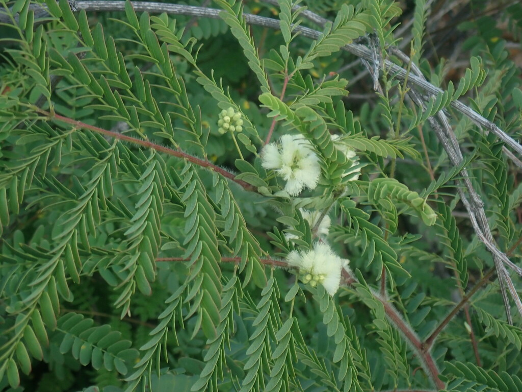 Acaciella lemmonii
