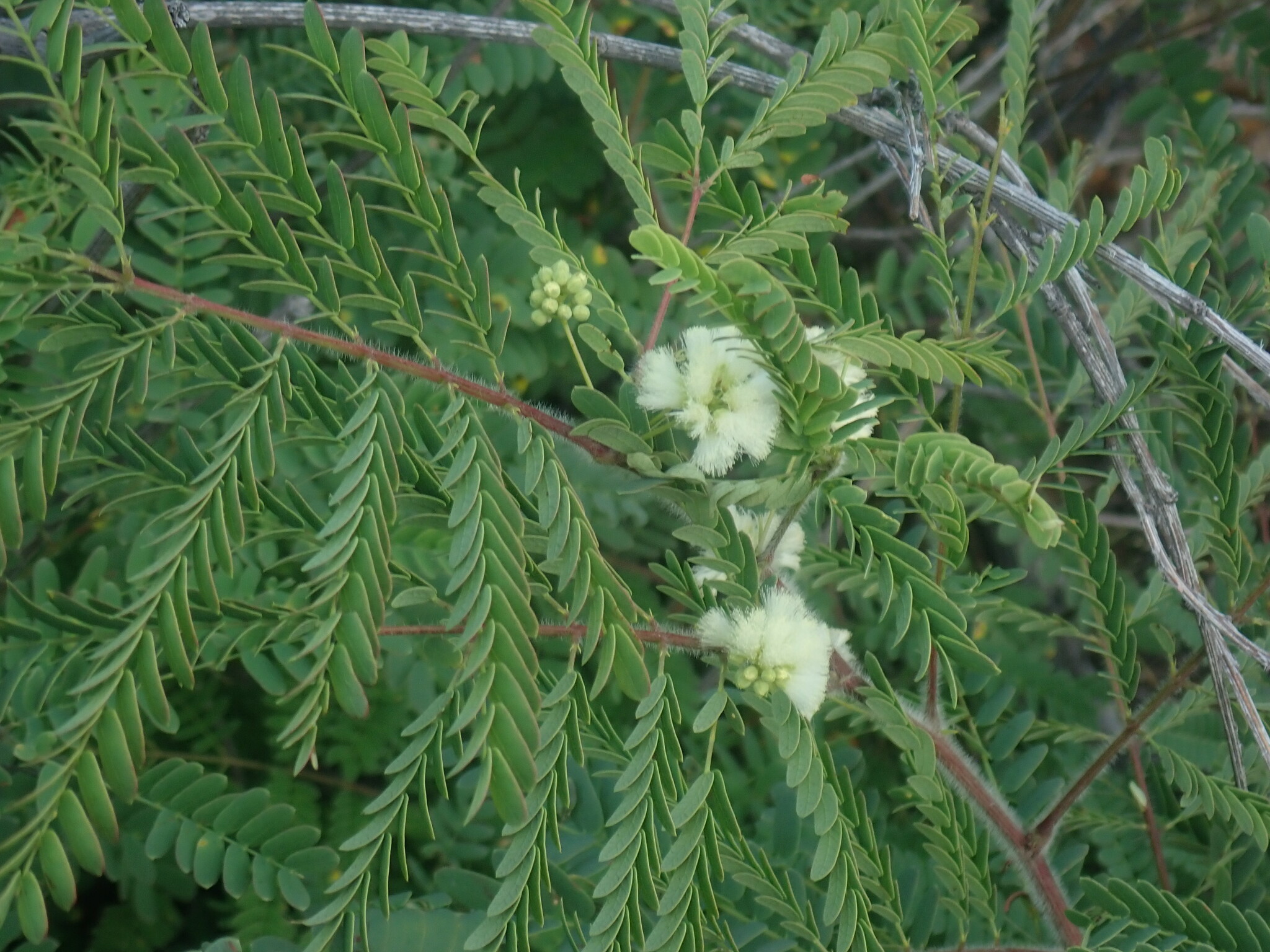 Acaciella lemmonii