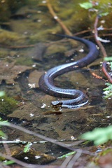Agkistrodon piscivorus