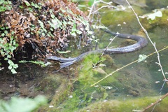 Agkistrodon piscivorus